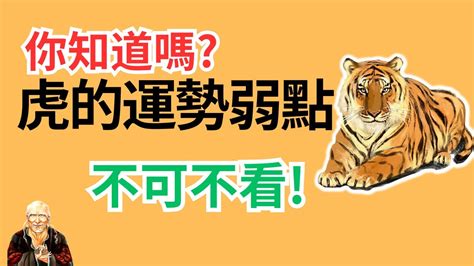 屬虎的貴人|生肖虎性格優缺點、運勢深度分析、年份、配對指南